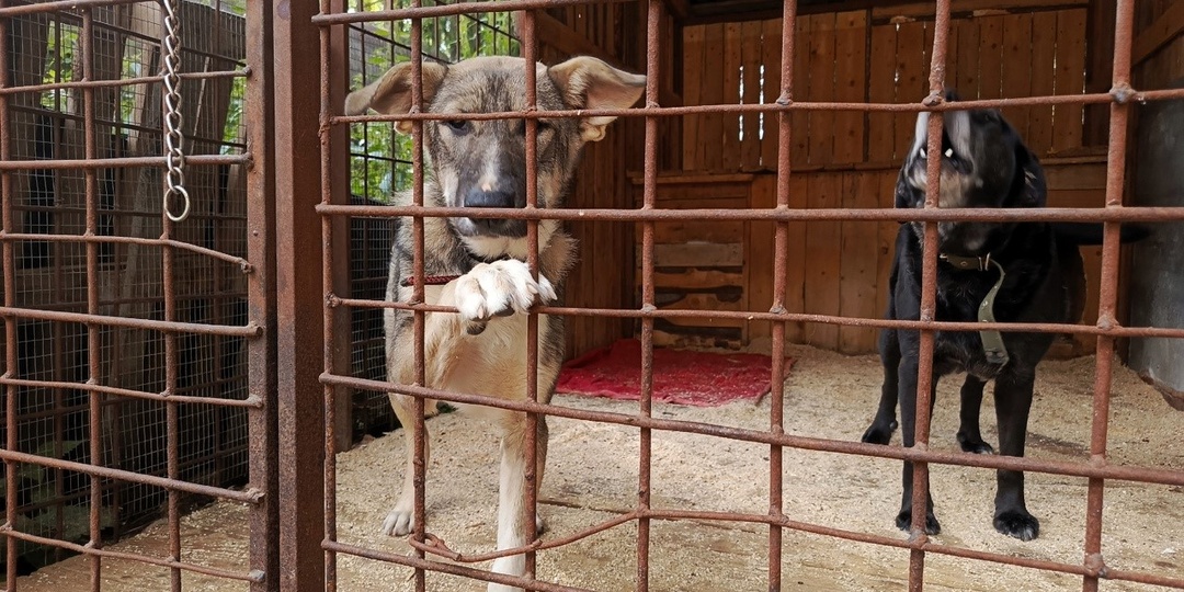 Не успеваем давать собакам клички. Главное - накормить