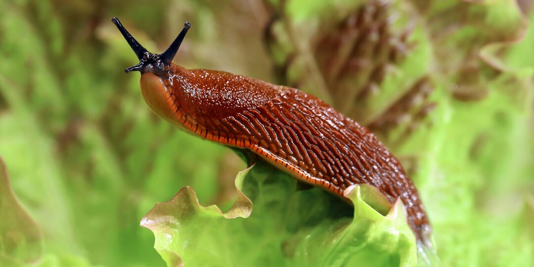 Испанские слизни: откуда в Подмосковье и Ленобласти, как с ними бороться