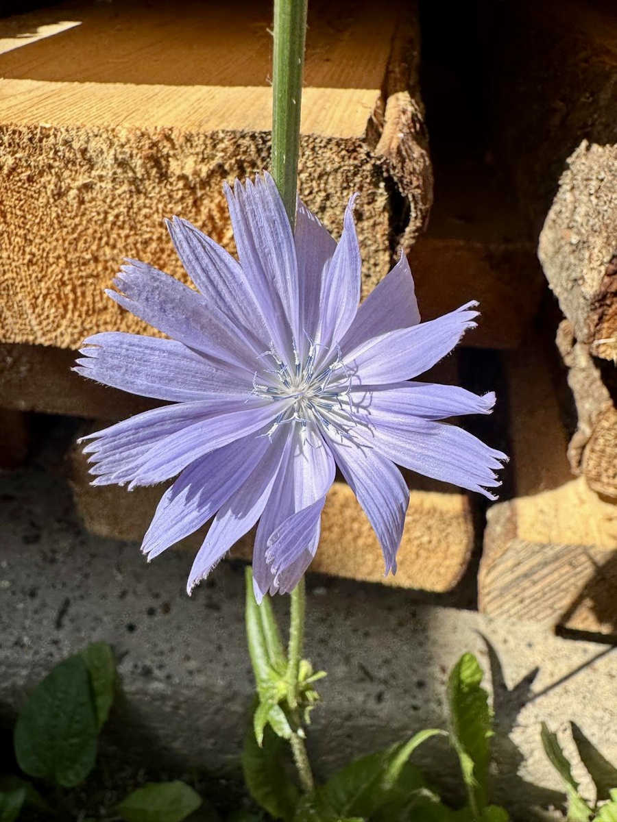 Фото Д. Шишебарова 