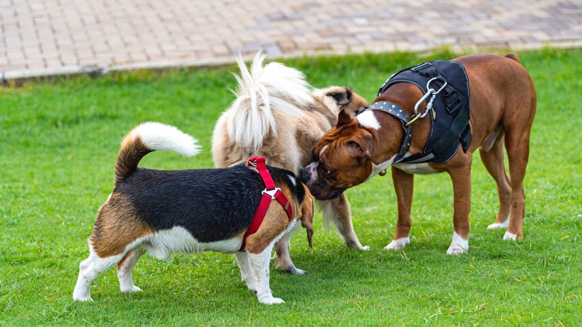 Фото с сайта: https://sharpsavvy.com/why-do-dogs-sniff-butts/