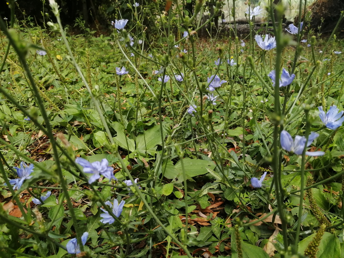 Цветёт цикорий на берегу реки 