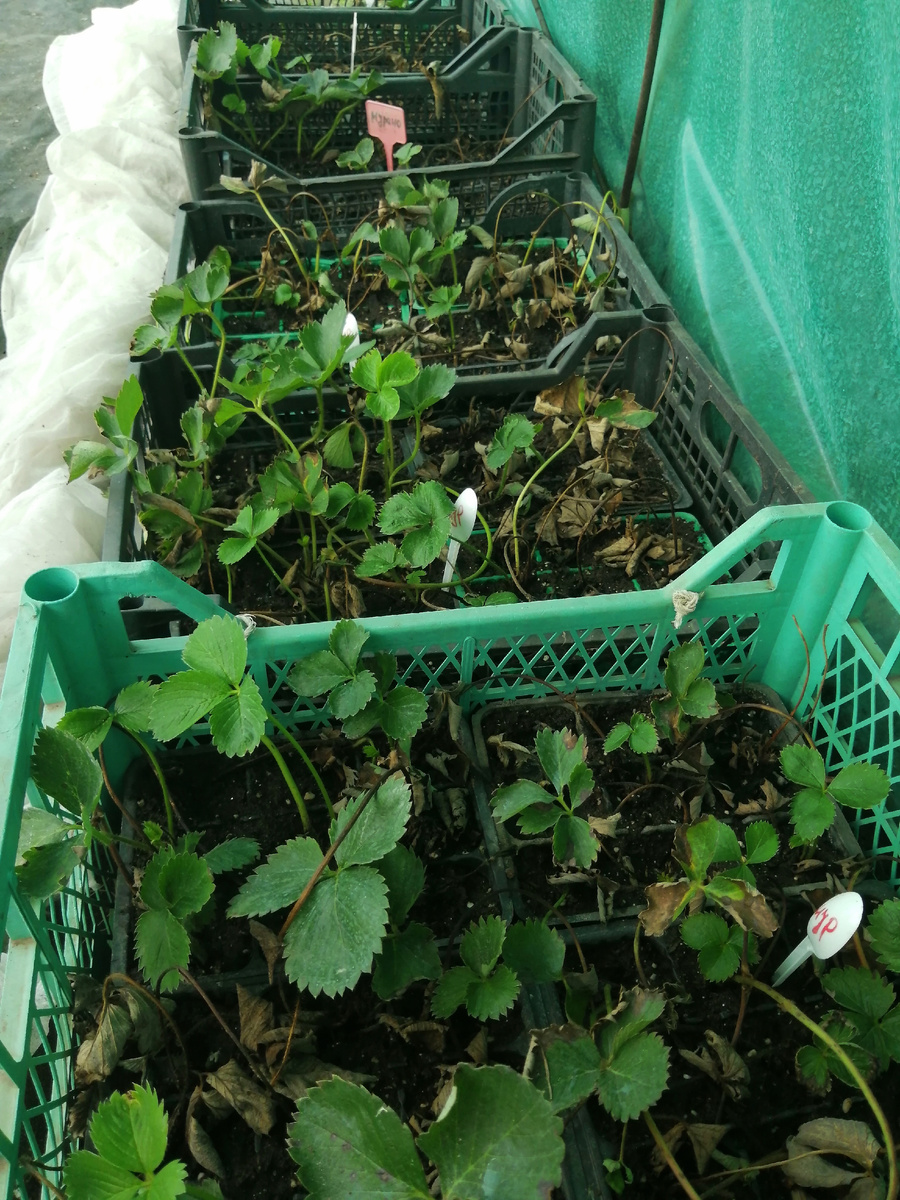 Плохая рассада в этом году 