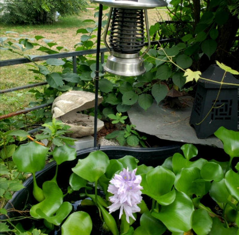 Водяной гиацинт