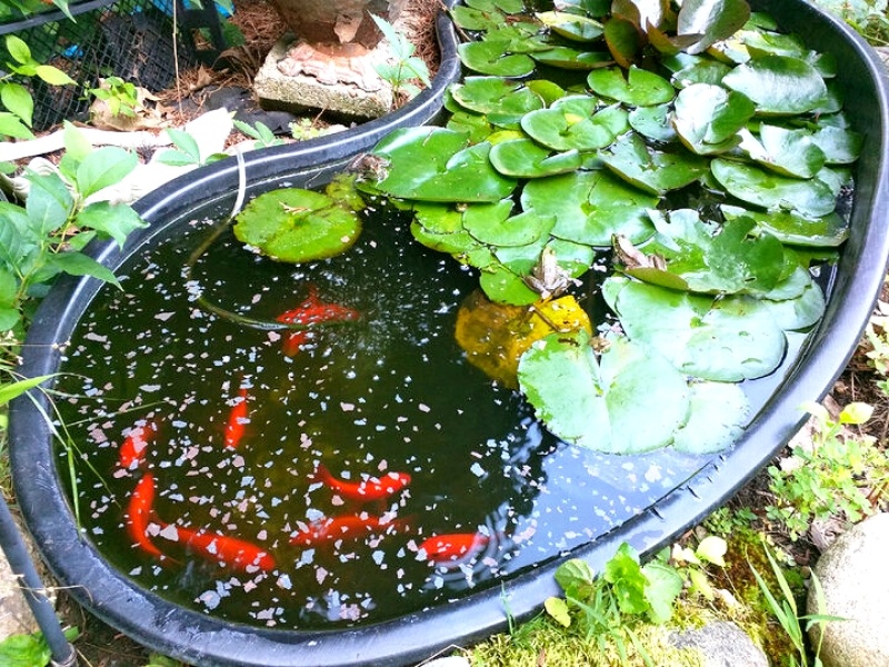 Солисты сводного хора лягушек имени Анны Сетон 🤣