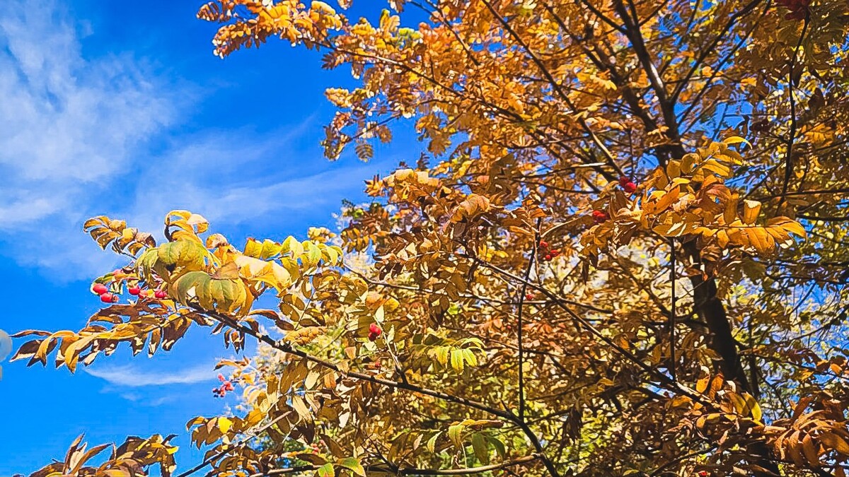     Источник: 1MI