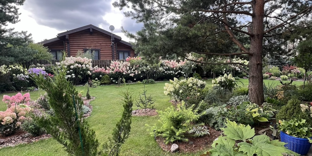 Сосна на участке. Что под ней у меня растет