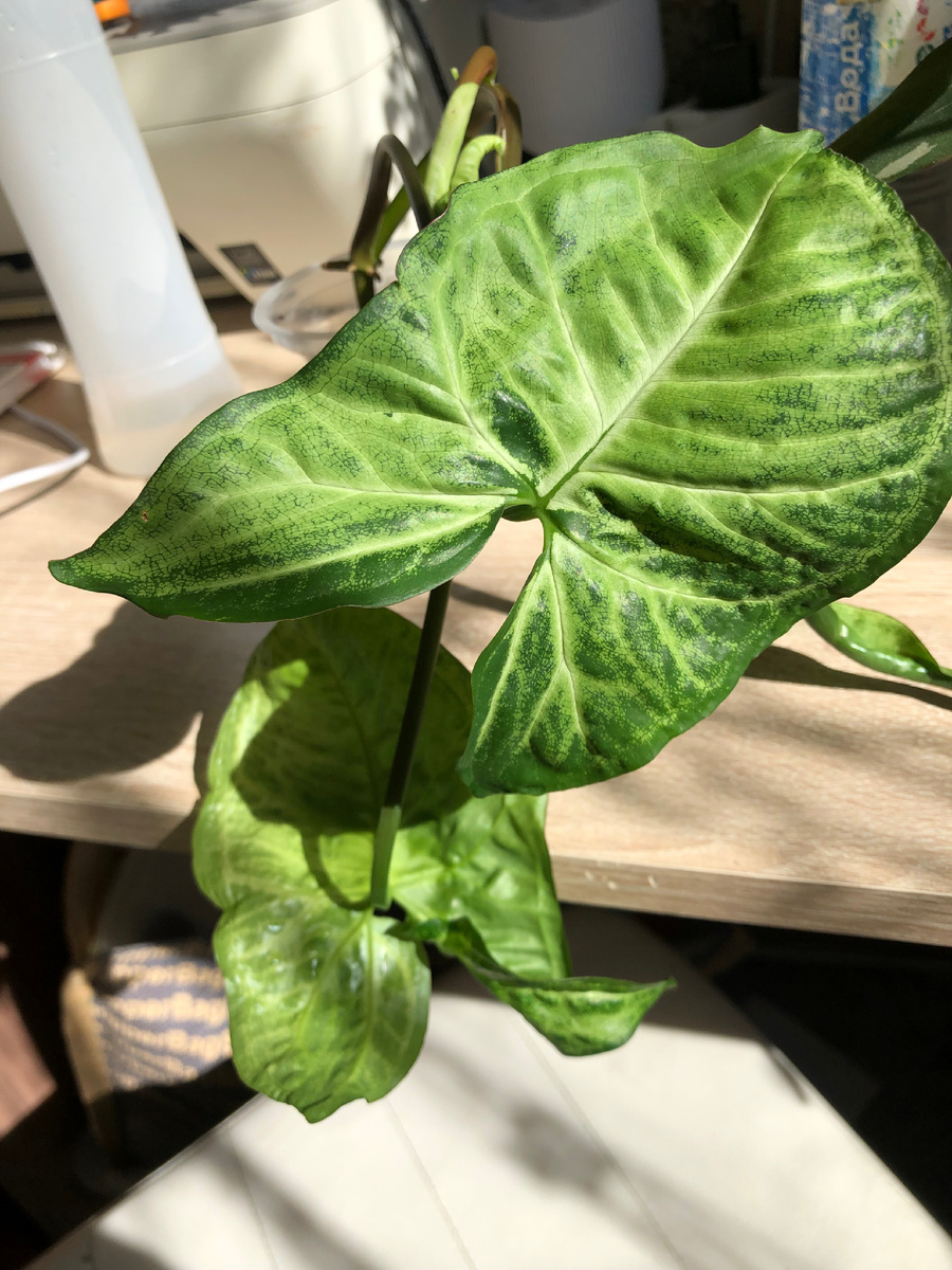 Драсьте! Это вот сегодня уже, радостный