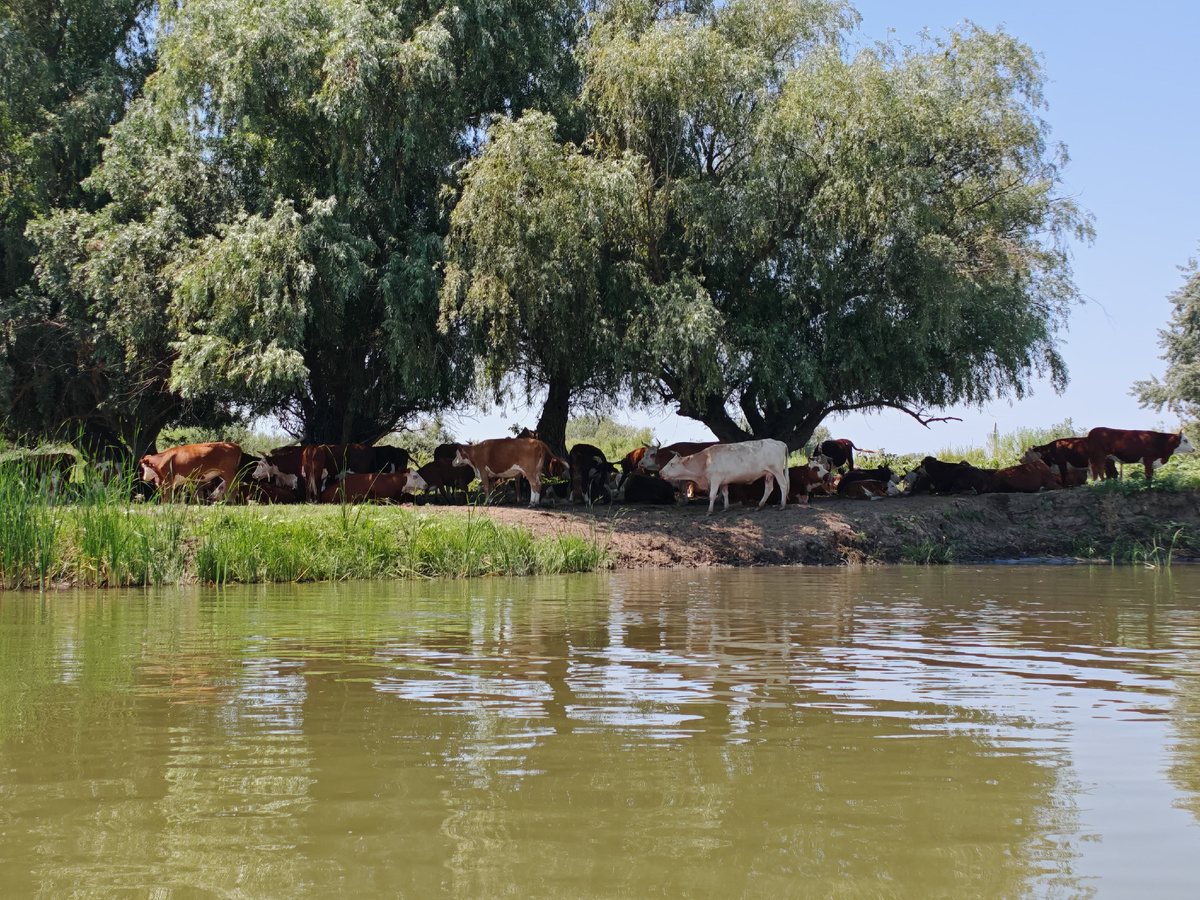 Река Сарбай Володарский район, Астраханская область. 2025 г. Фото Бекмурзаева Т.