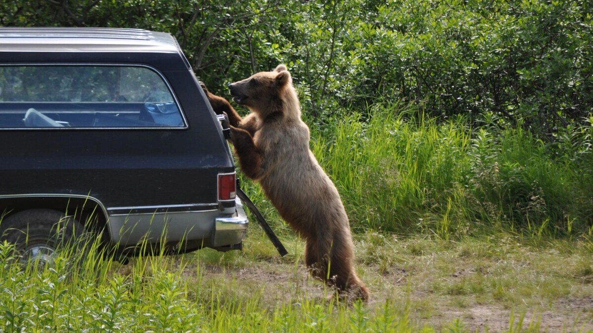    Фото: Alaskan Wildlife/Shutterstock/Fotodom
