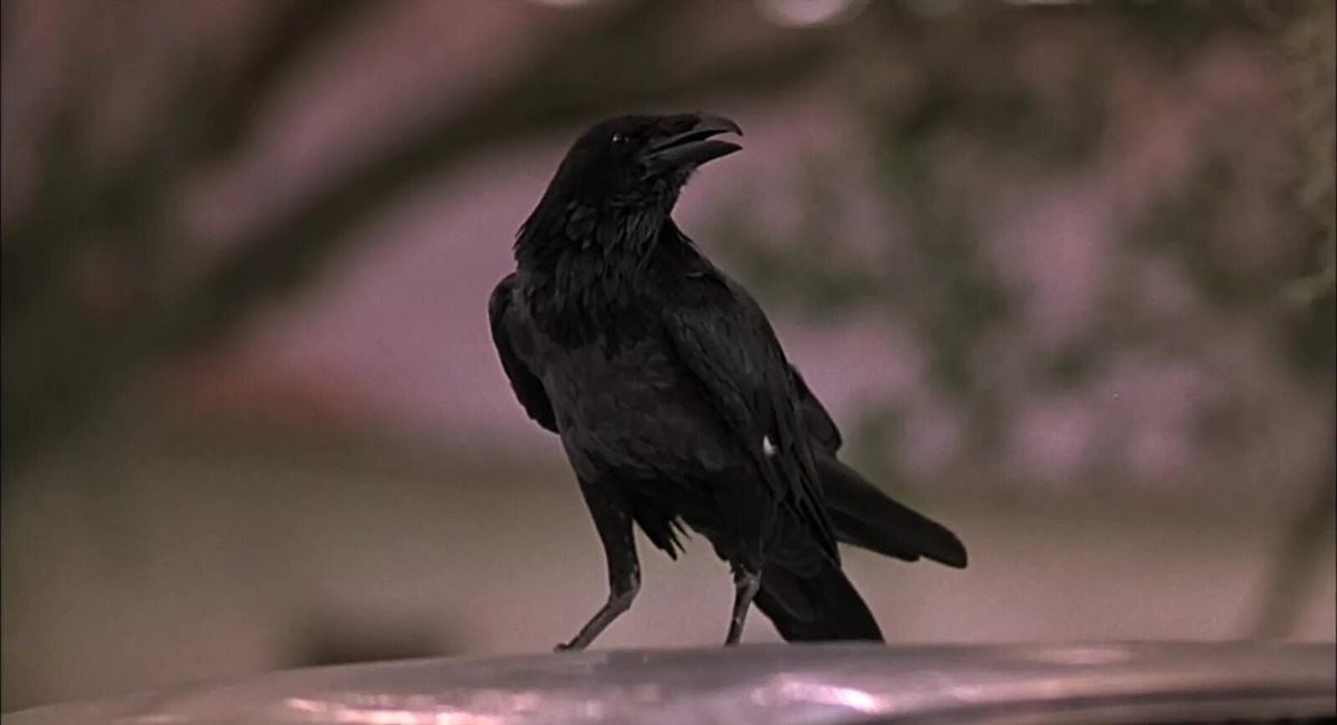 Яндекс. Картинки. 