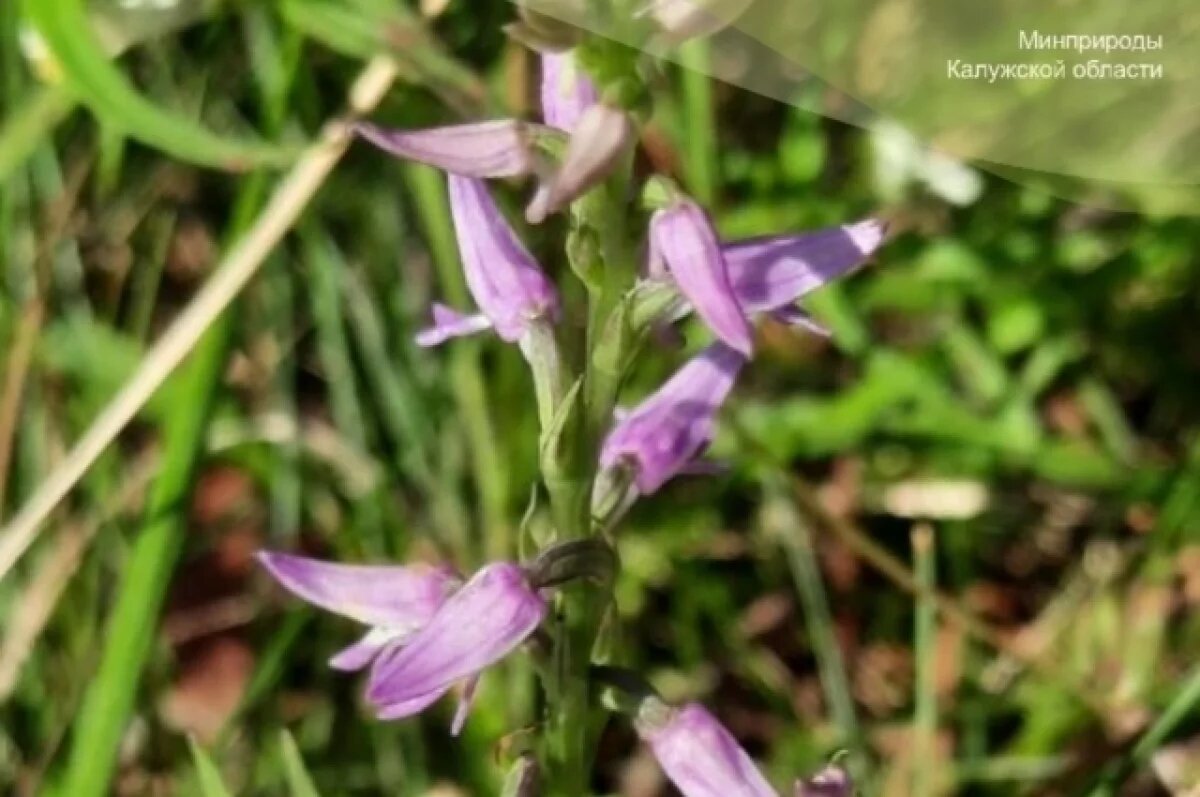    Редчайшая орхидея зацвела в лесах Калужской области