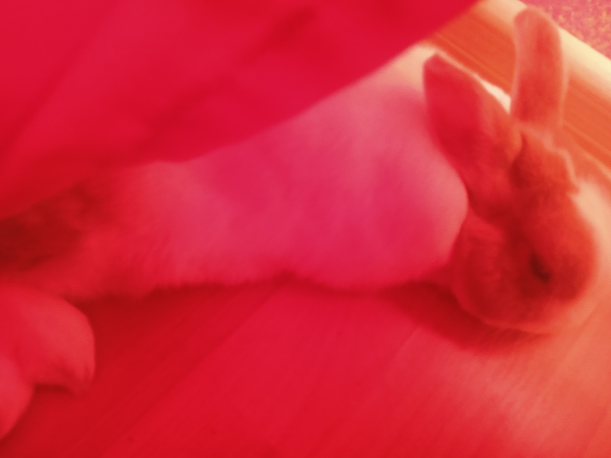 Как хорошо быть свободным кроликом! 