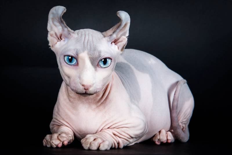 Порода Двэльф, о ней ниже