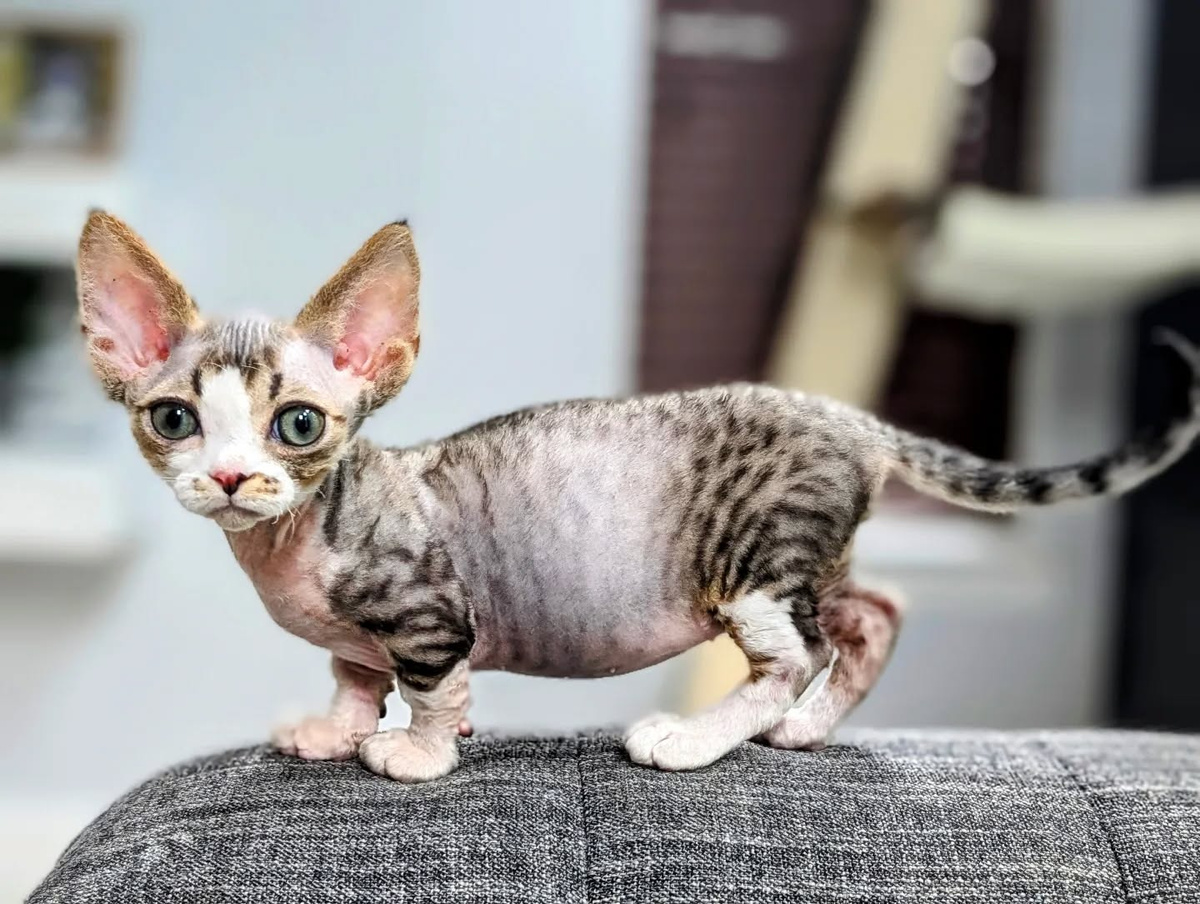 Смешные, правда?