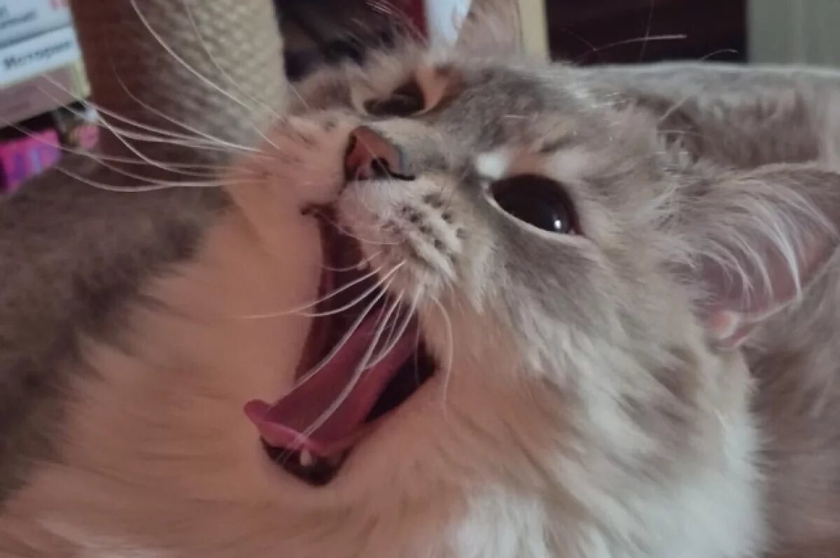    В Барнауле продают «золотую» кошку