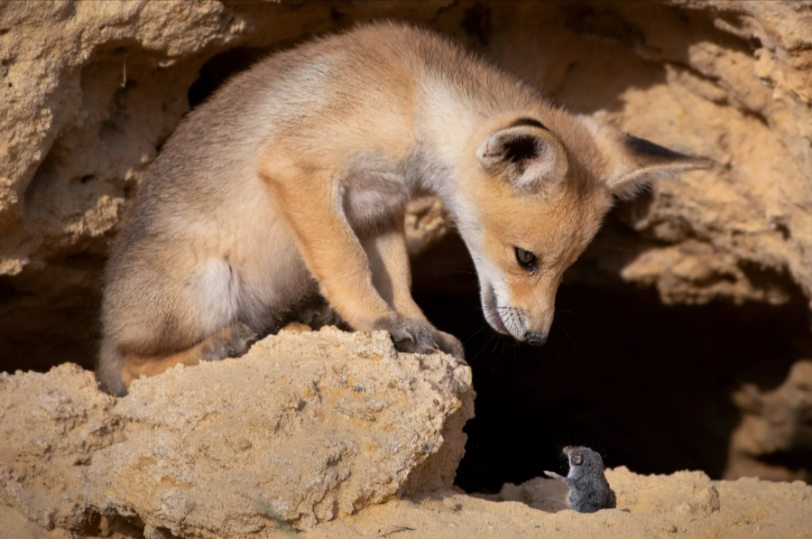  , Comedy Wildlife Photography Awards 2020