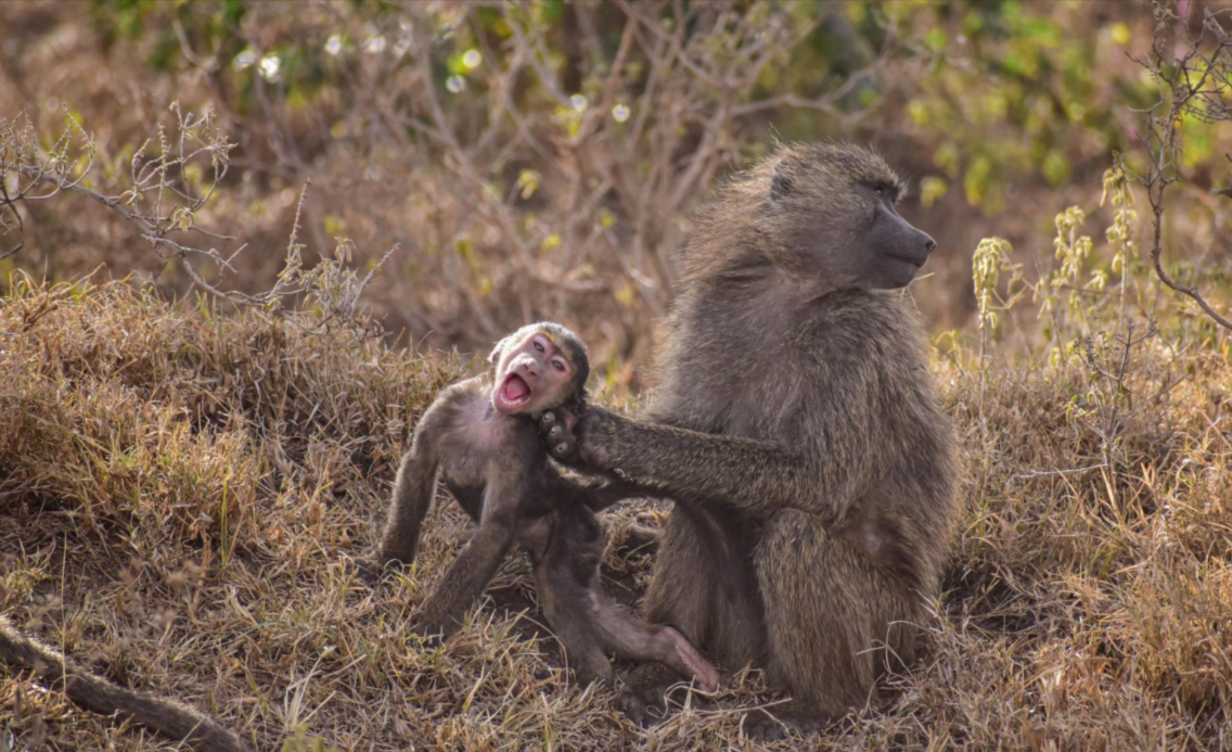  , Comedy Wildlife Photography Awards 2023