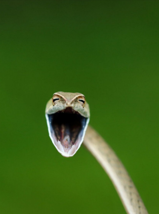  , Comedy Wildlife Photography Awards 2021