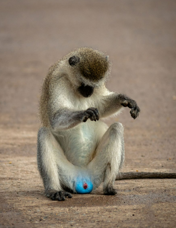  , Comedy Wildlife Photography Awards 2021