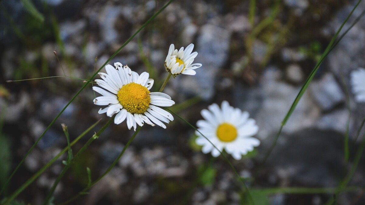     Источник: 1MI