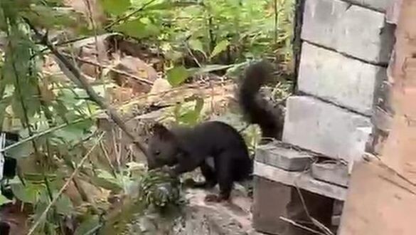     Источник: vostokmedia.com