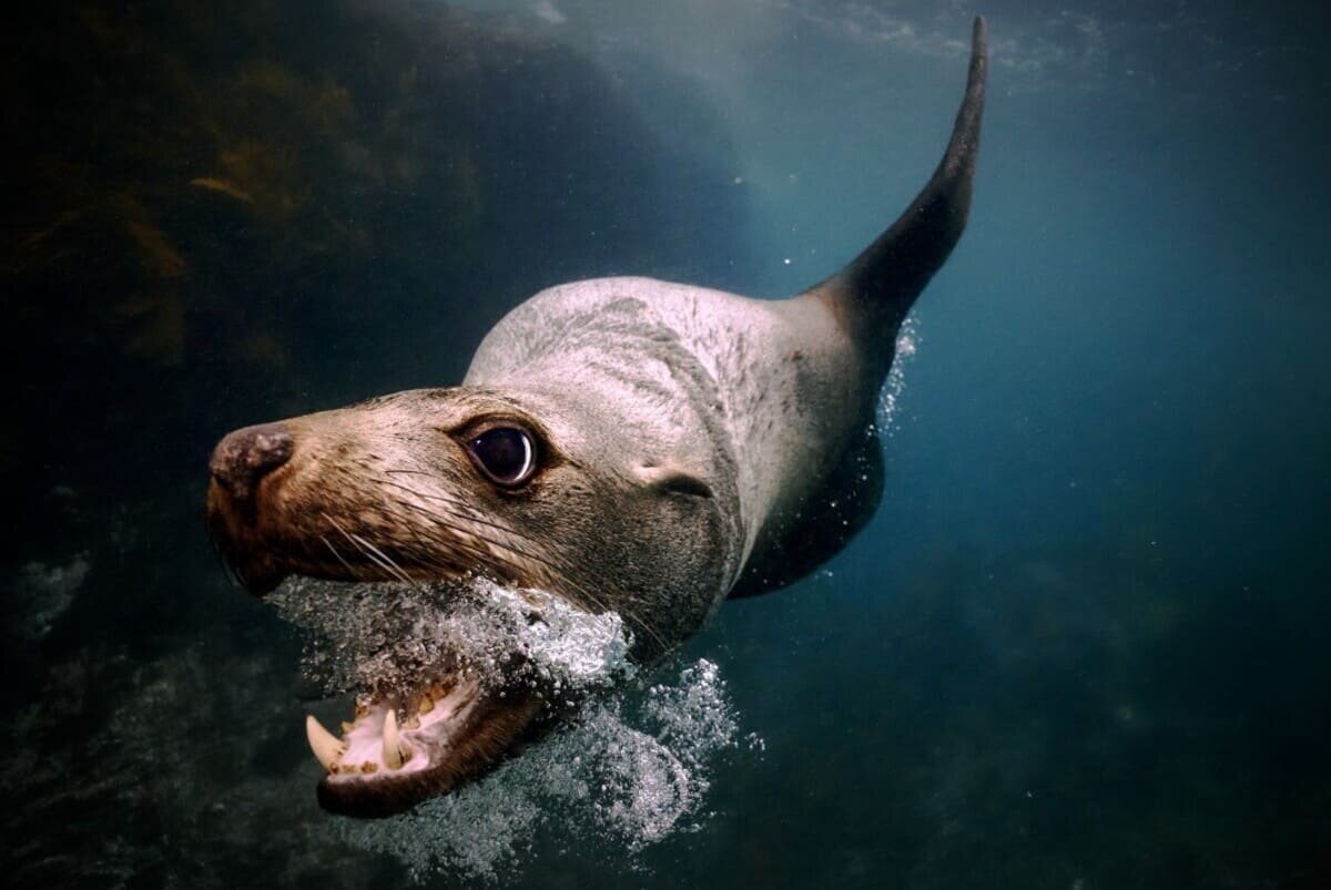    Снимок абсолютного победителя конкурса: снимок взрослого австралийского морского льва / © Maddison Woollard
