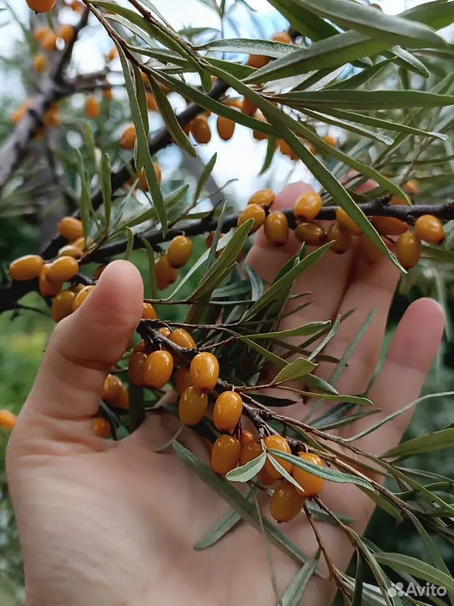    Облепиху продают в Алтайском крае. Источник: avito.ru