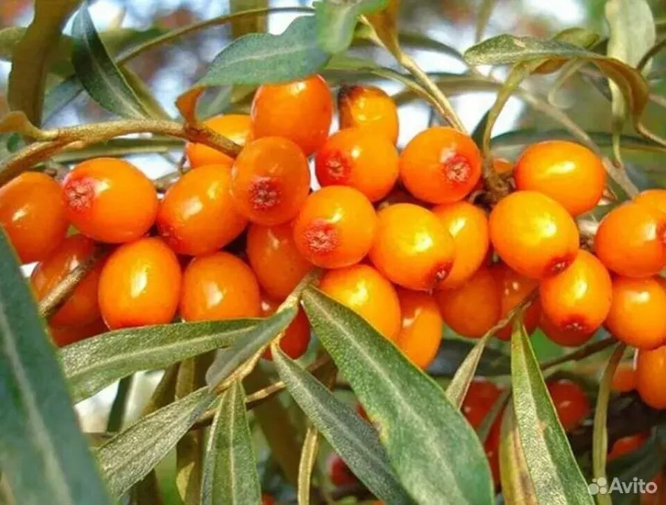    Облепиху продают в Алтайском крае. Источник: avito.ru