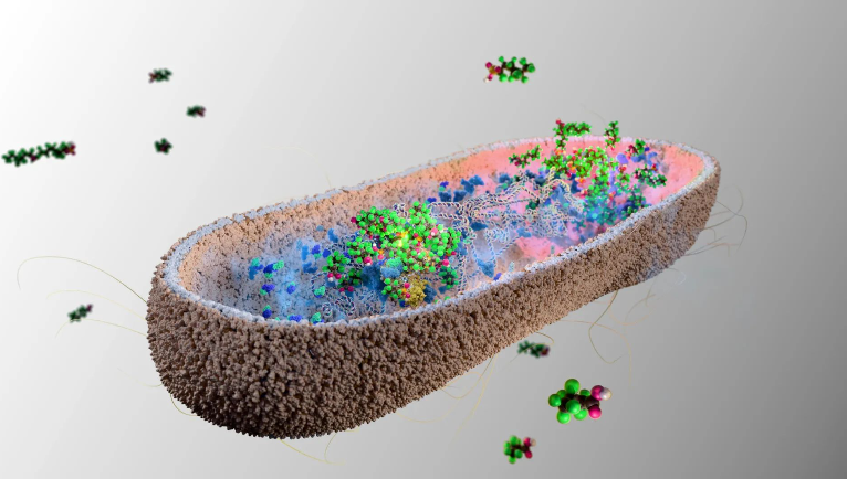 Иллюстрация, показывающая, как кишечные бактерии накапливают перфторонановую кислоту — вечный химикат — в виде плотных комочков. Изображение: Питер Нортроп (Peter Northrop) / MRC Toxicology Unit