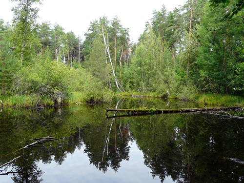 Озеро в Дербышкинском лесу
