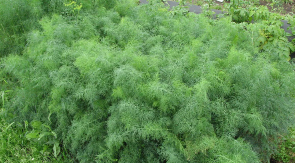 Укроп любит кислую почву