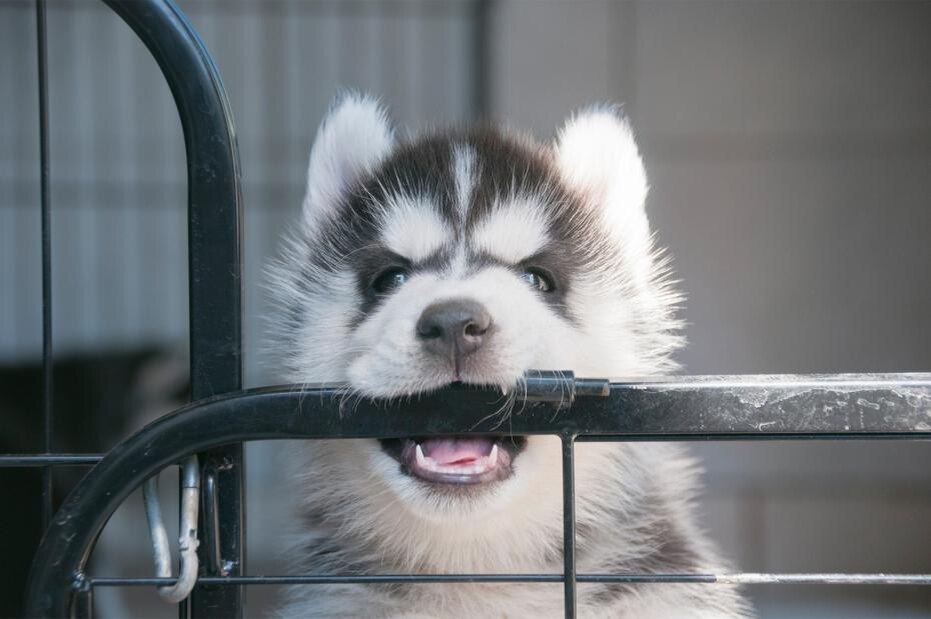    Shutterstock/FOTODOM