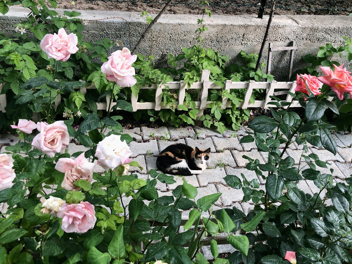 Photo by damla on Unsplash