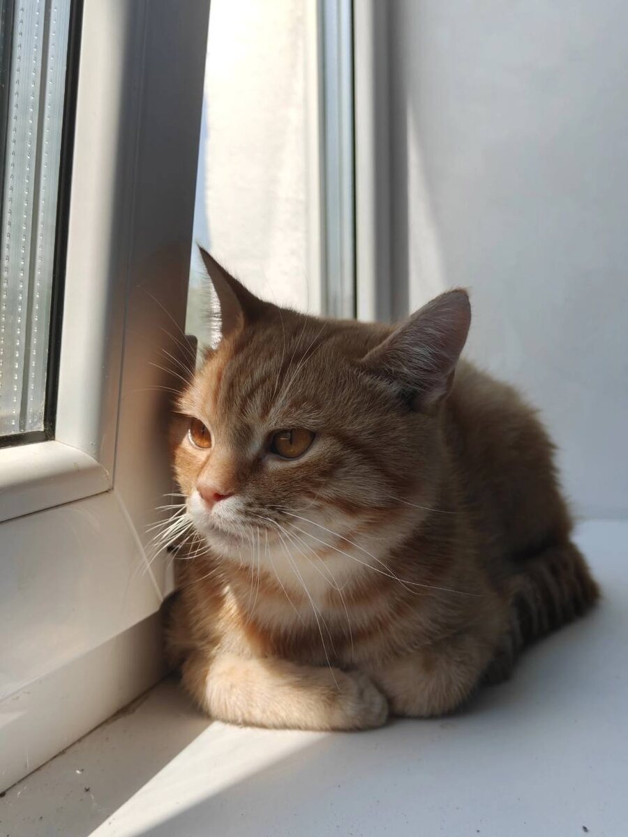 Вот этот взгляд Круассана меня заставил вернуться и отложить свои планы. Фото из архива автора