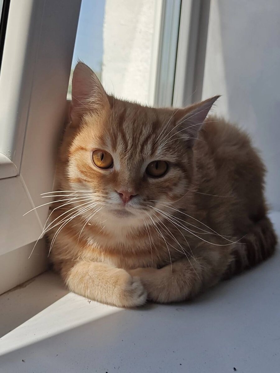 Он явно не из пачки маленьких круассанов 7-days. Фото из архива автора