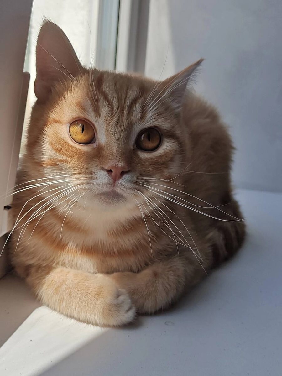 Большой золотистый Круассан. Фото из архива автора