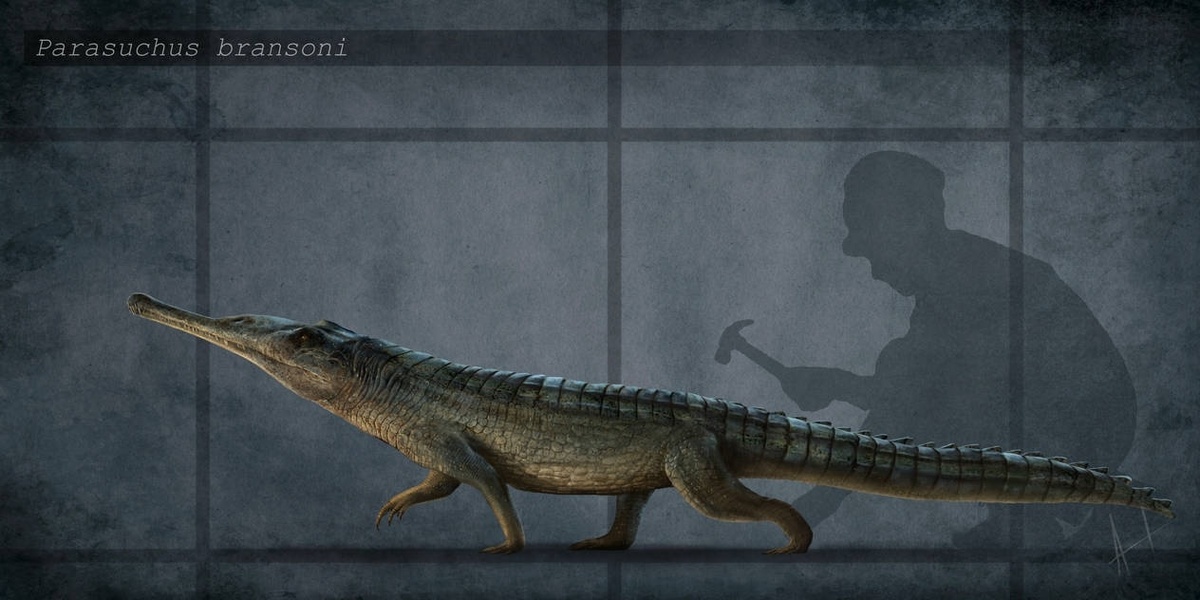 P.bransoni также может являться видом паразуха.