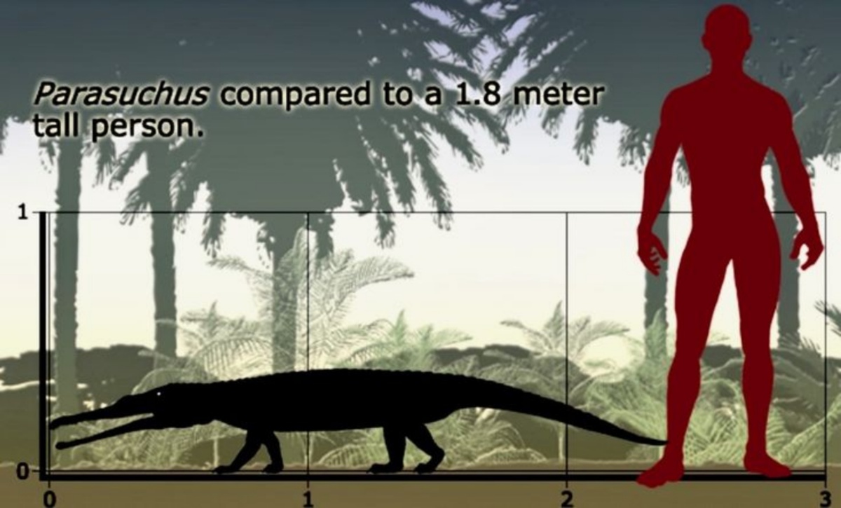 Паразух по сравнению с человеком.