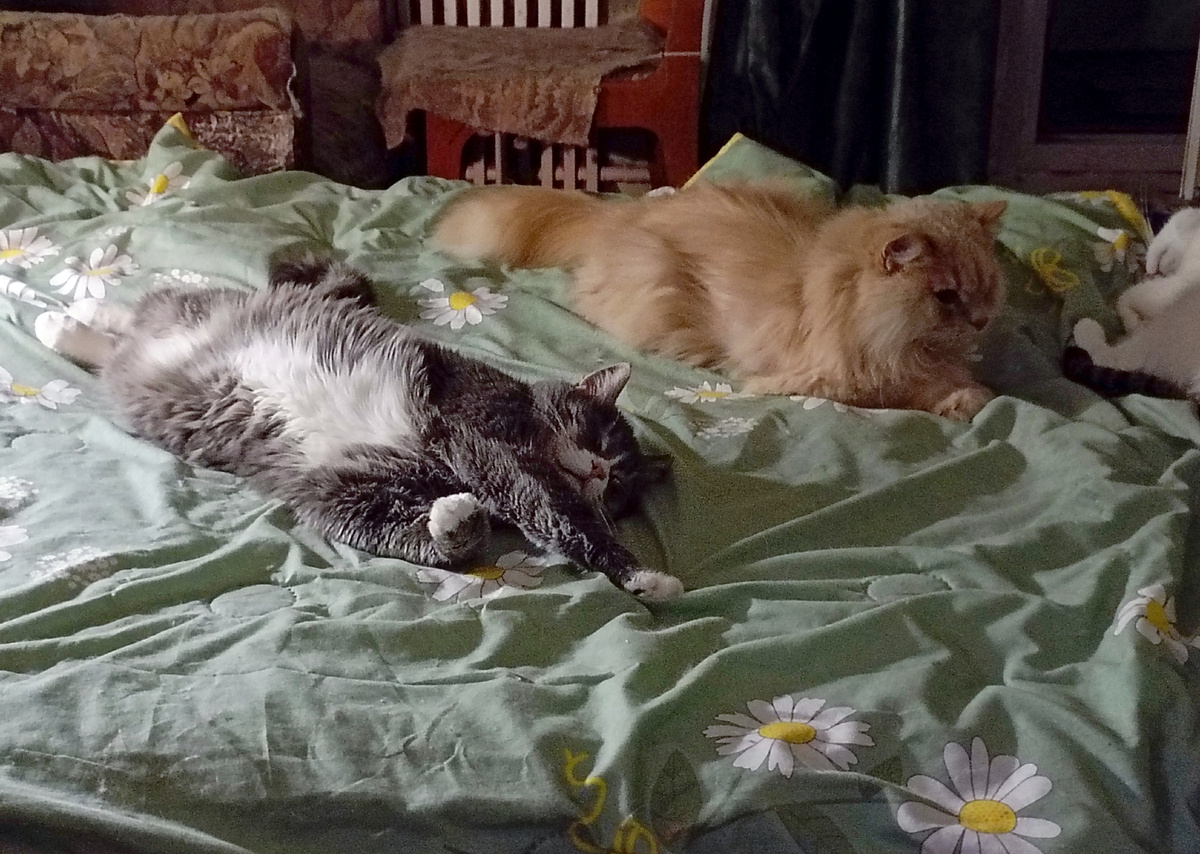 Котя, Кисуня и часть Степки