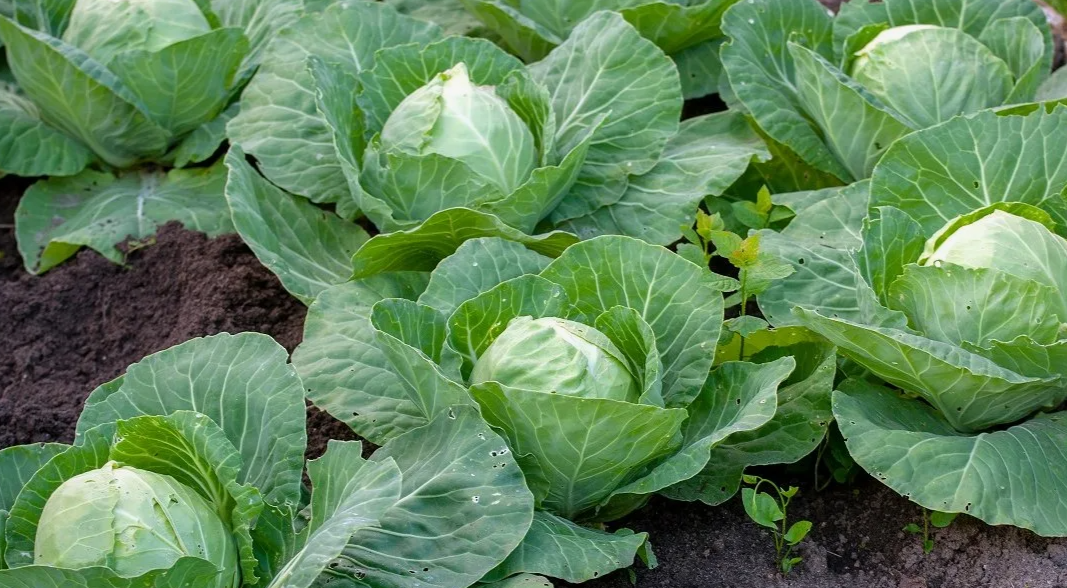 капуста в августе-подкормка