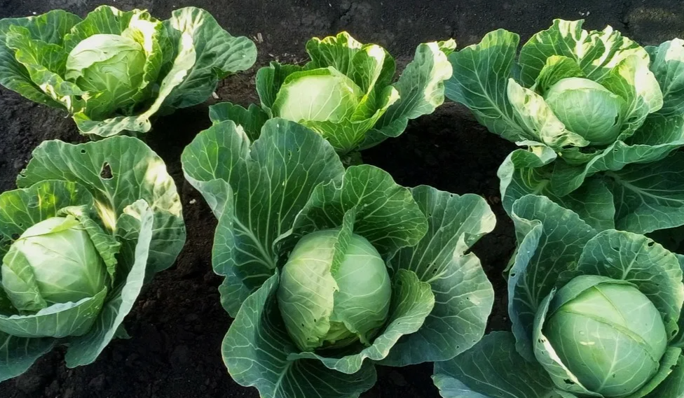 отличные кочаны капусты завязались