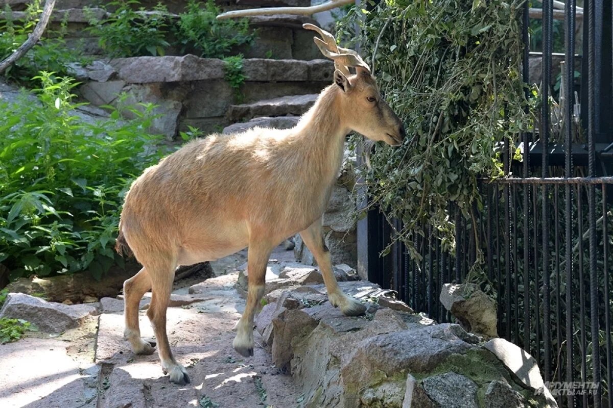    Зоопарк из Тольятти попал в скандал в Волгоградской области