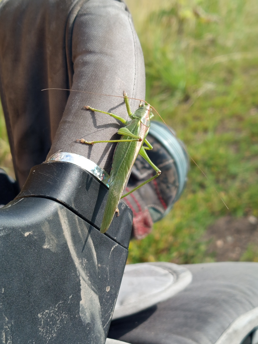 В траве сидел кузнечик...