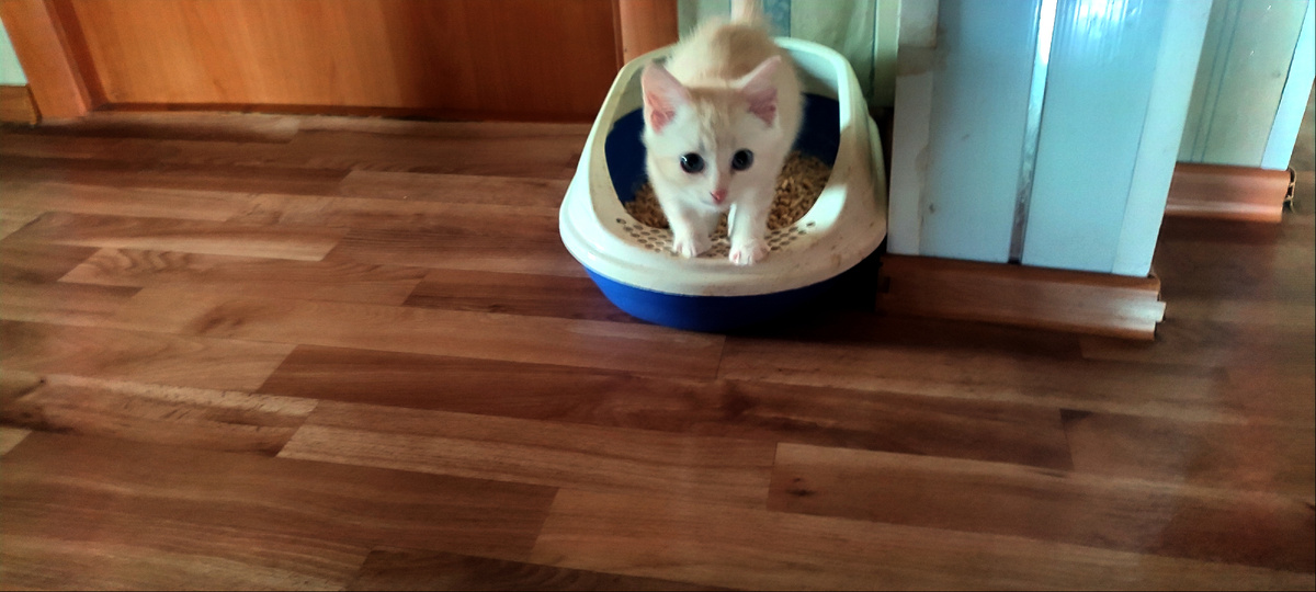 Сейчас лоток находиться практически посередине коридора. 