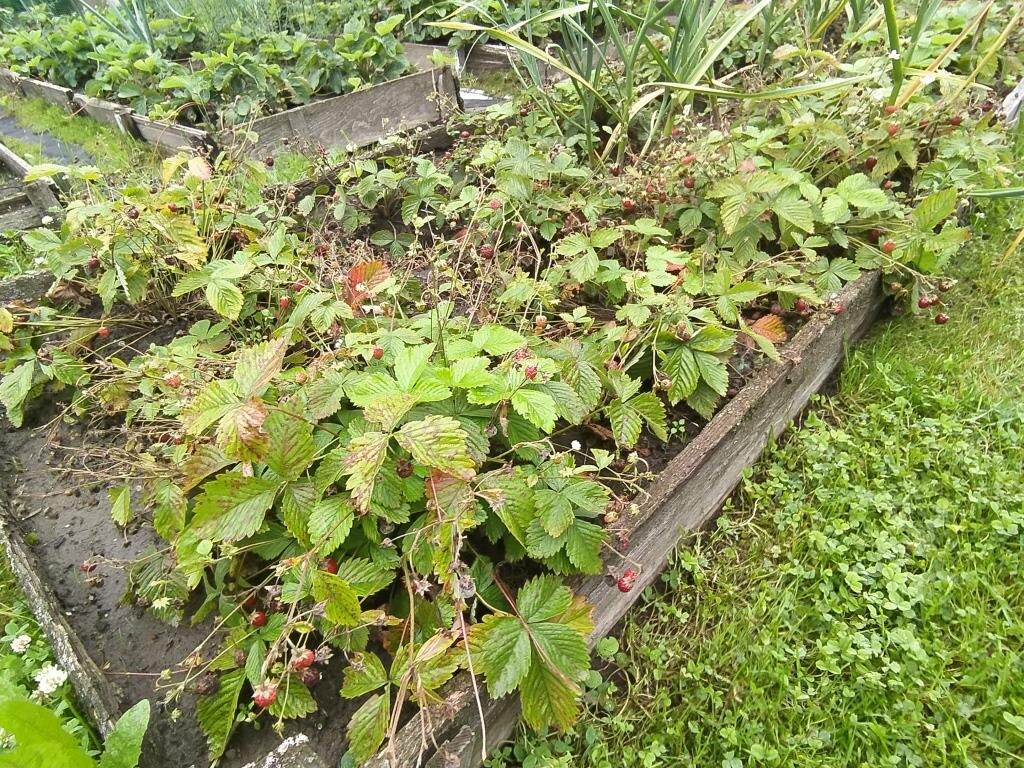 Не ставьте грядки прямо на траву, даже если любите косить триммером между грядок