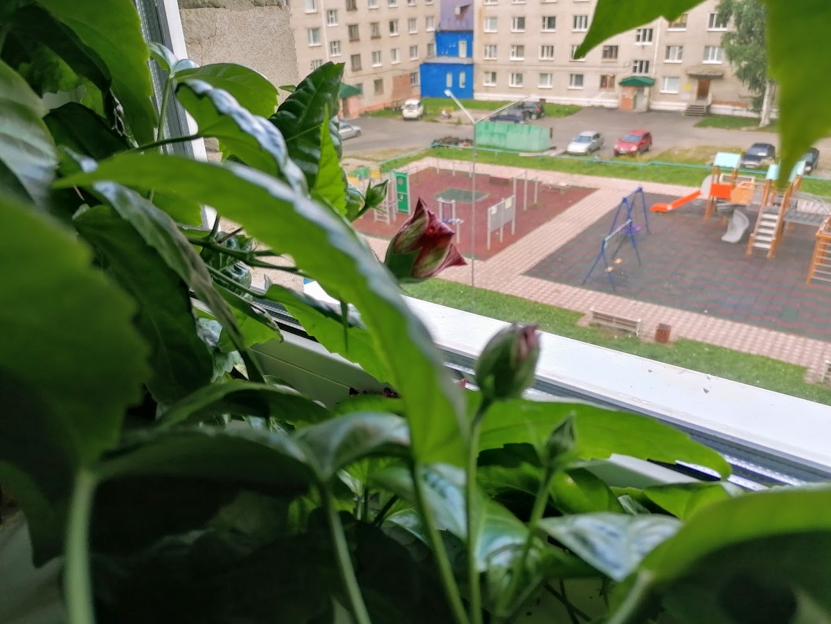 На гибискусе (китайская роза) сейчас одновременно вижу минимум пять бутонов