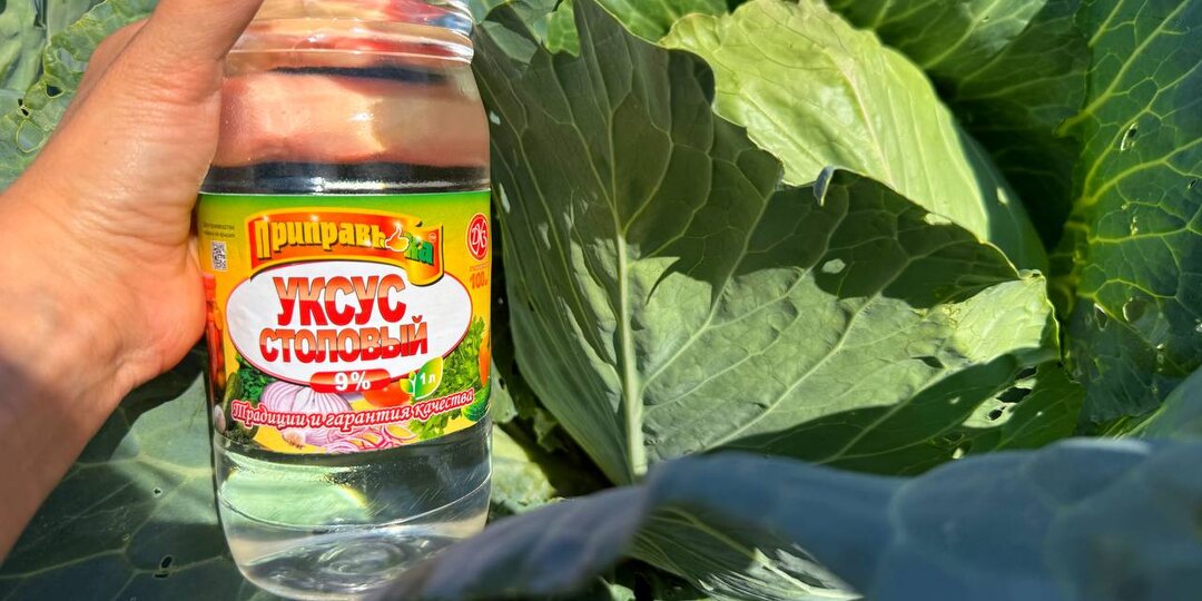 🥬🐛Гусеницы и слизни внутри капусты? Тогда этот рецепт точно для вас.