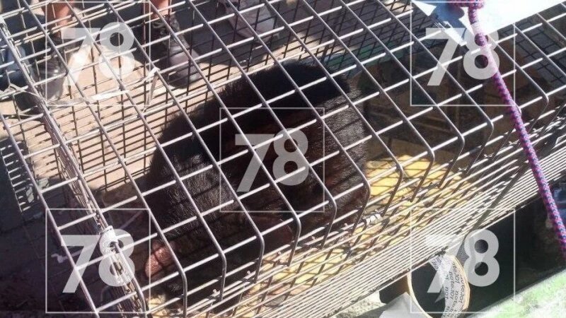     Спасатели освободили кота, который провалился в облицовку набережной 78.ru