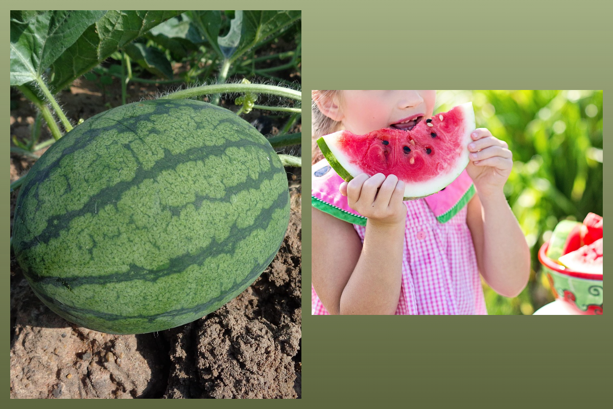 Арбуз/pixabay.com