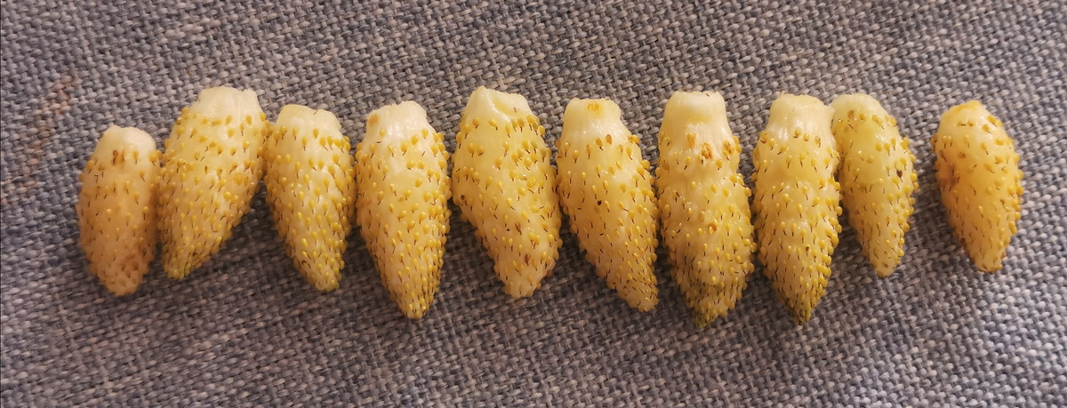 Желтое чудо - выросло из семян